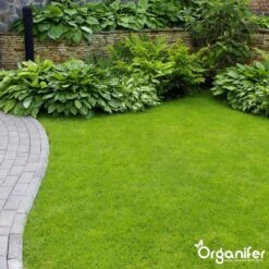 Koemestkorrels 3in1 (20Kg Voor 200m2) Allround Organische Meststof - Direct Opneembare Voeding - Langdurige Werking > 120 Dagen - Geurloos - Verbeterd Bodem - Lavameel Toevoeging - Versterkt Gras En Planten - Organifer -Tuin Kweekbenodigdheden 1200x1200 3