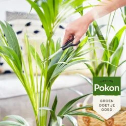 Pokon Bio Palm Voeding - 250ml - Plantenvoeding (bio) - 7ml Per 1L Water 14 Pokon Bio Palm Voeding - 250ml - Plantenvoeding (bio) - 7ml Per 1L Water -Tuin Kweekbenodigdheden 1200x1200 33