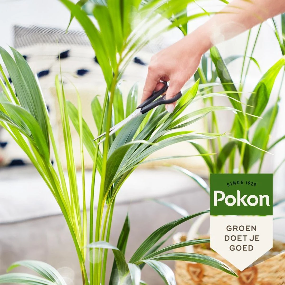 Pokon Bio Palm Voeding - 250ml - Plantenvoeding (bio) - 7ml Per 1L Water 8 Pokon Bio Palm Voeding - 250ml - Plantenvoeding (bio) - 7ml Per 1L Water - Afbeelding 6