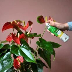 Pokon Bladglans 250ml -Tuin Kweekbenodigdheden 1200x1200 36