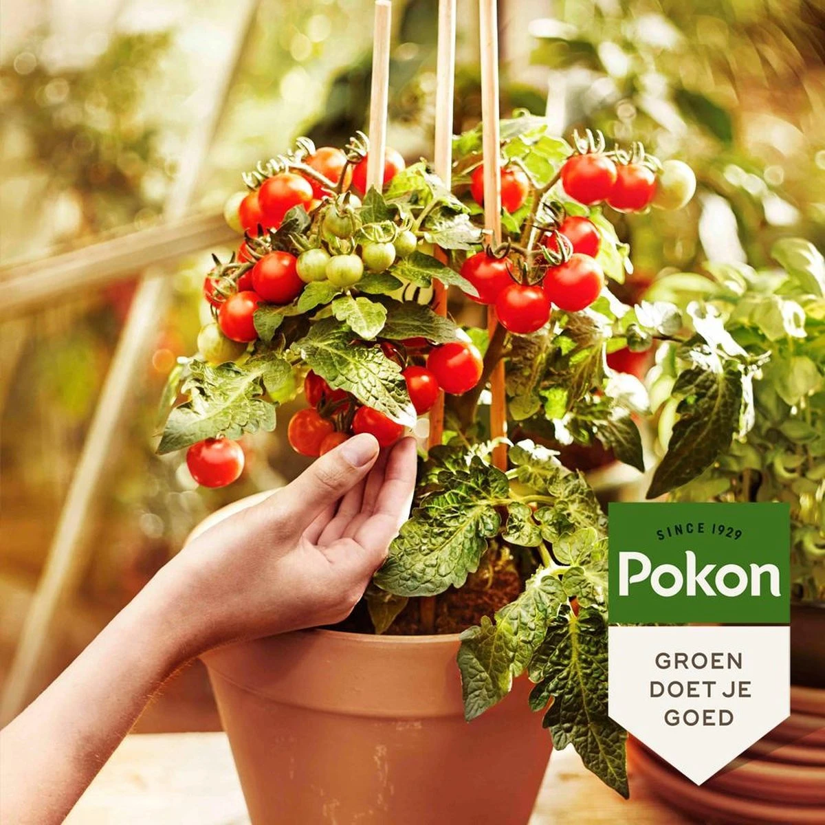 Pokon Bio Moestuin Mest - 1kg - Meststof (biologisch) - 120 Dagen Moestuinvoeding 6 Pokon Bio Moestuin Mest - 1kg - Meststof (biologisch) - 120 Dagen Moestuinvoeding - Afbeelding 4
