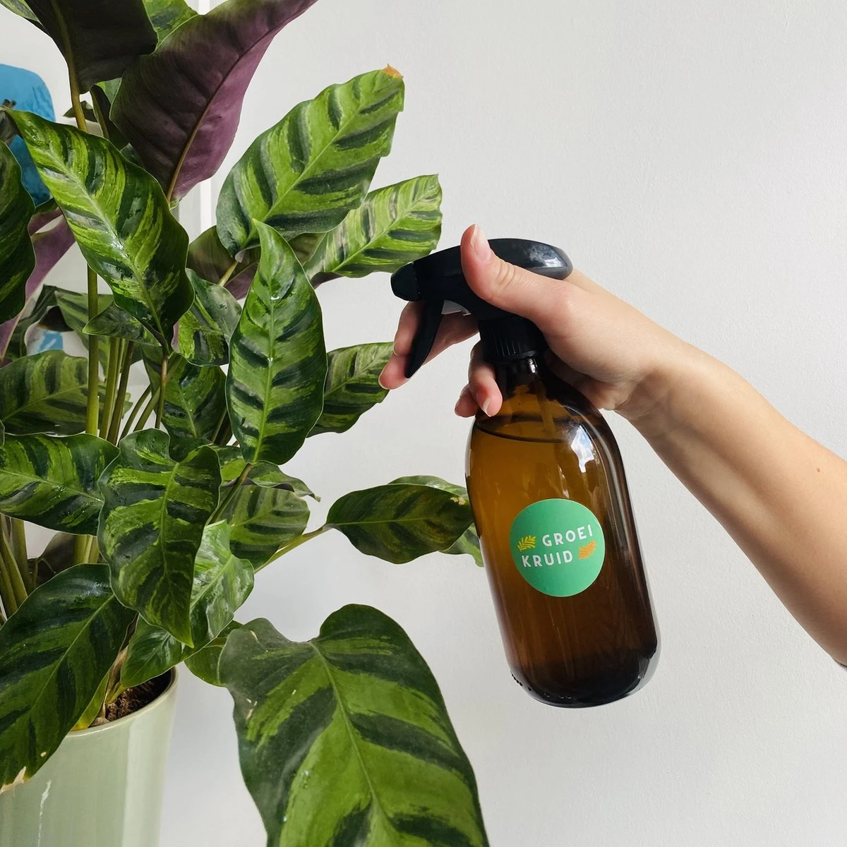 Groeikruid® Plantenspuit | 500 Ml Amber Glas | Met Zwarte Spraykop | Plantensproeier Binnen | Waterverstuiver | Verstuiver | Waterspuit 5 Groeikruid® Plantenspuit | 500 Ml Amber Glas | Met Zwarte Spraykop | Plantensproeier Binnen | Waterverstuiver | Verstuiver | Waterspuit - Afbeelding 3