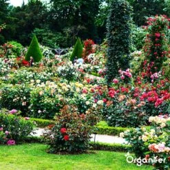 Koemestkorrels 3in1 (20Kg Voor 200m2) Allround Organische Meststof - Direct Opneembare Voeding - Langdurige Werking > 120 Dagen - Geurloos - Verbeterd Bodem - Lavameel Toevoeging - Versterkt Gras En Planten - Organifer -Tuin Kweekbenodigdheden 1200x1200 6