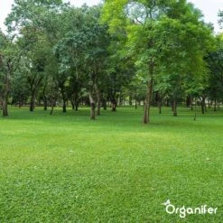 Kalk Korrel Meststof Verrijkt Met Magnesium (5Kg - Voor 100m2) Voor Dieper Bladgroen (+PH) Speciaal Voor Gazon, Perken, Moestuin En Openbaar Groen - Organifer 31 Kalk Korrel Meststof Verrijkt Met Magnesium (5Kg - Voor 100m2) Voor Dieper Bladgroen (+PH) Speciaal Voor Gazon, Perken, Moestuin En Openbaar Groen - Organifer -Tuin Kweekbenodigdheden 1200x1200 68