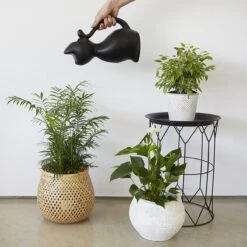 Balvi Meow! Kat Gieter - Zwart 10 Balvi Meow! Kat Gieter - Zwart -Tuin Kweekbenodigdheden 1200x1200 741