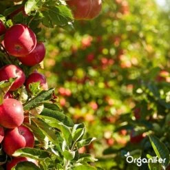 Koemestkorrels 3in1 (20Kg Voor 200m2) Allround Organische Meststof - Direct Opneembare Voeding - Langdurige Werking > 120 Dagen - Geurloos - Verbeterd Bodem - Lavameel Toevoeging - Versterkt Gras En Planten - Organifer -Tuin Kweekbenodigdheden 1200x1200 8