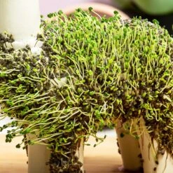 Gift Republic Lama Bloempot Met Zaadjes 8 Gift Republic Lama Bloempot Met Zaadjes -Tuin Kweekbenodigdheden 1200x1200 803