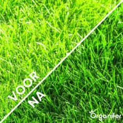 Gazonmest All-In-One (5Kg - Voor 100m2) Voor Een Diepgroen Sterk Gazon Zonder Mos En Onkruid - Complete Meststof Met Kalk En Grasversterker - Organifer 20 Gazonmest All-In-One (5Kg - Voor 100m2) Voor Een Diepgroen Sterk Gazon Zonder Mos En Onkruid - Complete Meststof Met Kalk En Grasversterker - Organifer -Tuin Kweekbenodigdheden 1200x1200 81