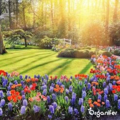 Koemestkorrels 3in1 (20Kg Voor 200m2) Allround Organische Meststof - Direct Opneembare Voeding - Langdurige Werking > 120 Dagen - Geurloos - Verbeterd Bodem - Lavameel Toevoeging - Versterkt Gras En Planten - Organifer -Tuin Kweekbenodigdheden 1200x1200 9