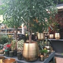 Gina Da Bloempot Karakter Goud - XL 11 Gina Da Bloempot Karakter Goud - XL -Tuin Kweekbenodigdheden 1200x1200 938