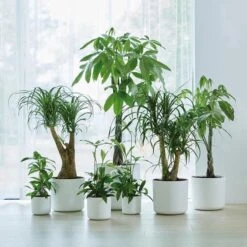 Elho B.for Soft Rond 30 - Bloempot Voor Binnen - Ø 29.5 X H 27.6 Cm - Wit 23 Elho B.for Soft Rond 30 - Bloempot Voor Binnen - Ø 29.5 X H 27.6 Cm - Wit -Tuin Kweekbenodigdheden 1200x1200 958