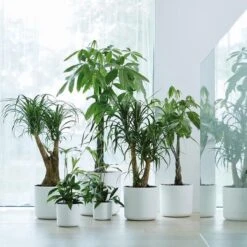 Elho B.for Soft Rond 30 - Bloempot Voor Binnen - Ø 29.5 X H 27.6 Cm - Wit 24 Elho B.for Soft Rond 30 - Bloempot Voor Binnen - Ø 29.5 X H 27.6 Cm - Wit -Tuin Kweekbenodigdheden 1200x1200 959