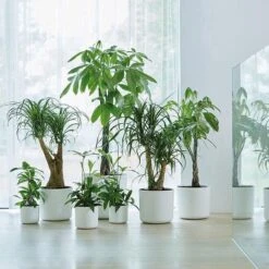 Elho B.for Soft Rond 30 - Bloempot Voor Binnen - Ø 29.5 X H 27.6 Cm - Wit 27 Elho B.for Soft Rond 30 - Bloempot Voor Binnen - Ø 29.5 X H 27.6 Cm - Wit -Tuin Kweekbenodigdheden 1200x1200 961