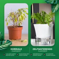 SKYARD® 3 Stuks Zelfwaterende Bloempot Maat M – Milieuvriendelijk Watergeefsysteem Kamerplanten – Zelfwatergevende Pot – Bloempot Met Waterreservoir – Selfwatering Pot – Wit 15 SKYARD® 3 Stuks Zelfwaterende Bloempot Maat M – Milieuvriendelijk Watergeefsysteem Kamerplanten – Zelfwatergevende Pot – Bloempot Met Waterreservoir – Selfwatering Pot – Wit -Tuin Kweekbenodigdheden 1200x1200 963