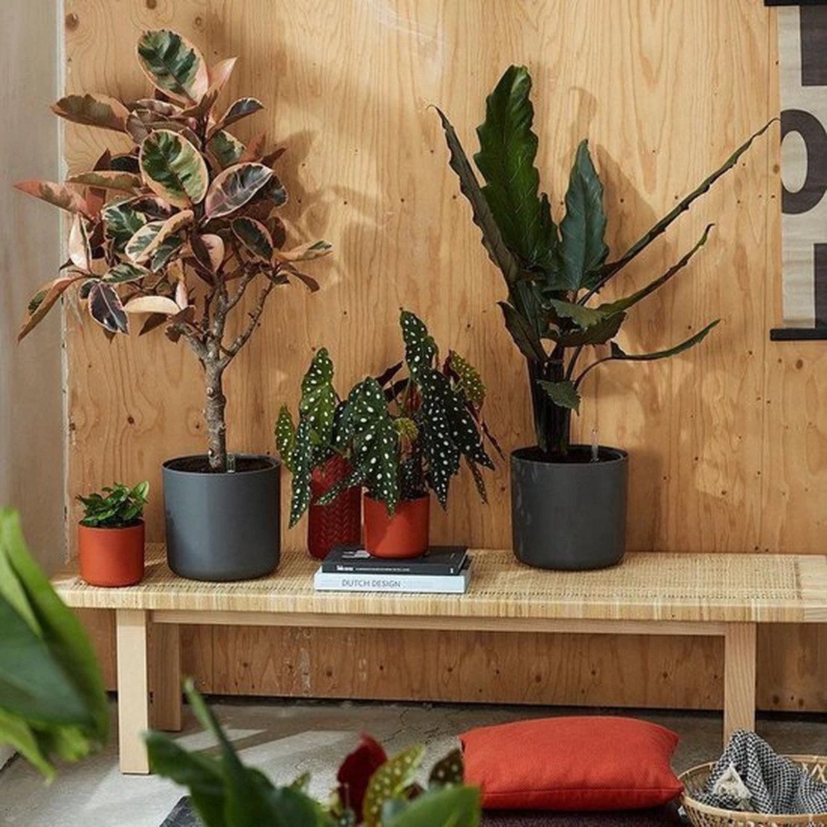 Elho B.for Soft Rond 35 - Bloempot Voor Binnen - Ø 34.5 X H 32.3 Cm - Antraciet 21 Elho B.for Soft Rond 35 - Bloempot Voor Binnen - Ø 34.5 X H 32.3 Cm - Antraciet - Afbeelding 19