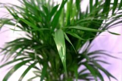 Pokon Powerspray Kamerplanten 300ml 8 Pokon Powerspray Kamerplanten 300ml -Tuin Kweekbenodigdheden 1200x796