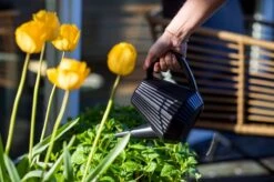 Xala - Gieter Doppio Groove 2L Olijfgrijs 7 Xala - Gieter Doppio Groove 2L Olijfgrijs -Tuin Kweekbenodigdheden 1200x799 41