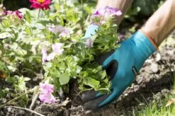 Gardena Plant- En Bodem Handschoen - Maat: M 20 Gardena Plant- En Bodem Handschoen - Maat: M -Tuin Kweekbenodigdheden 1200x799 44