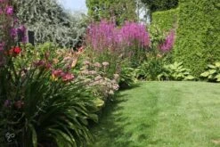 ECOstyle Tuinmest Organische Meststof - Border & Siertuin - Natuurlijke Meststof Gazon - 120 Dagen Voeding- 50 M² - 5 KG 12 ECOstyle Tuinmest Organische Meststof - Border & Siertuin - Natuurlijke Meststof Gazon - 120 Dagen Voeding- 50 M² - 5 KG -Tuin Kweekbenodigdheden 1200x800 1