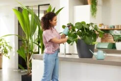 Elho Brussels Gieter 1,8l - Gieter Voor Binnenkweken En Oogsten - Ø 33.0 X H 17.0 Cm - Groen/Mint 12 Elho Brussels Gieter 1,8l - Gieter Voor Binnenkweken En Oogsten - Ø 33.0 X H 17.0 Cm - Groen/Mint -Tuin Kweekbenodigdheden 1200x800 105