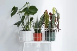 Elho B.for Soft Rond 30 - Bloempot Voor Binnen - Ø 29.5 X H 27.6 Cm - Wit 29 Elho B.for Soft Rond 30 - Bloempot Voor Binnen - Ø 29.5 X H 27.6 Cm - Wit -Tuin Kweekbenodigdheden 1200x800 146