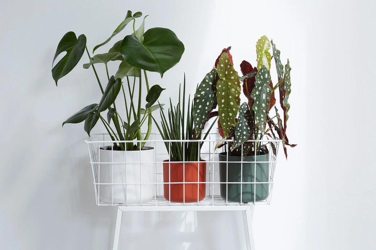 Elho B.for Soft Rond 30 - Bloempot Voor Binnen - Ø 29.5 X H 27.6 Cm - Wit 14 Elho B.for Soft Rond 30 - Bloempot Voor Binnen - Ø 29.5 X H 27.6 Cm - Wit - Afbeelding 12