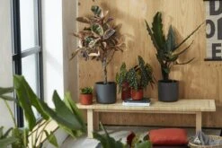 Elho B.for Soft Rond 30 - Bloempot Voor Binnen - Ø 29.5 X H 27.6 Cm - Antraciet 18 Elho B.for Soft Rond 30 - Bloempot Voor Binnen - Ø 29.5 X H 27.6 Cm - Antraciet -Tuin Kweekbenodigdheden 1200x800 157