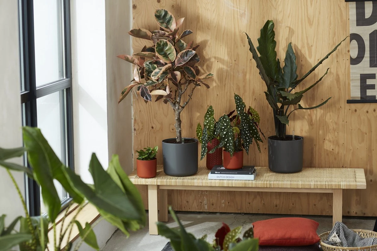 Elho B.for Soft Rond 30 - Bloempot Voor Binnen - Ø 29.5 X H 27.6 Cm - Antraciet 9 Elho B.for Soft Rond 30 - Bloempot Voor Binnen - Ø 29.5 X H 27.6 Cm - Antraciet - Afbeelding 7