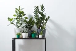 Elho B.for Soft Rond 30 - Bloempot Voor Binnen - Ø 29.5 X H 27.6 Cm - Antraciet 19 Elho B.for Soft Rond 30 - Bloempot Voor Binnen - Ø 29.5 X H 27.6 Cm - Antraciet -Tuin Kweekbenodigdheden 1200x800 158