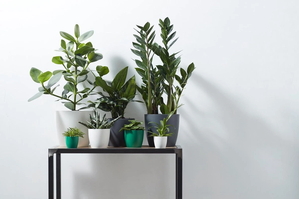 Elho B.for Soft Rond 30 - Bloempot Voor Binnen - Ø 29.5 X H 27.6 Cm - Antraciet 10 Elho B.for Soft Rond 30 - Bloempot Voor Binnen - Ø 29.5 X H 27.6 Cm - Antraciet - Afbeelding 8