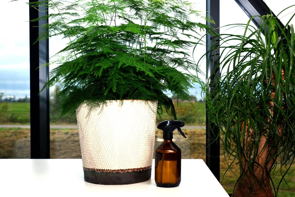 24DOTS Living Plantenspuit | 500 Ml Bruin Amber Glas | Plantensproeier | Plantenspuit Binnen | Waterverstuiver | Vernevelaar 5 24DOTS Living Plantenspuit | 500 Ml Bruin Amber Glas | Plantensproeier | Plantenspuit Binnen | Waterverstuiver | Vernevelaar - Afbeelding 3
