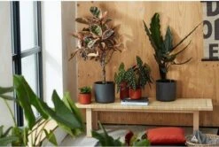 Elho B.for Soft Rond 35 - Bloempot Voor Binnen - Ø 34.5 X H 32.3 Cm - Antraciet 32 Elho B.for Soft Rond 35 - Bloempot Voor Binnen - Ø 34.5 X H 32.3 Cm - Antraciet -Tuin Kweekbenodigdheden 1200x807 4