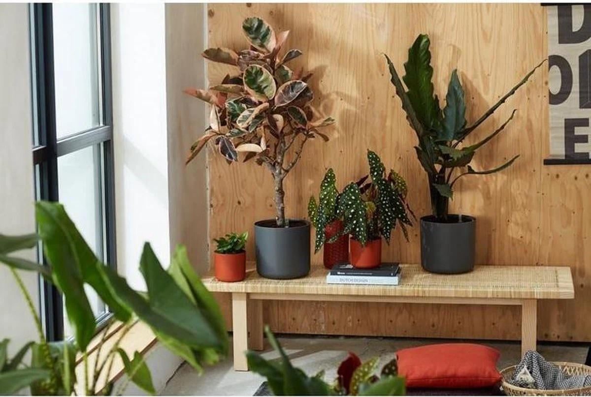 Elho B.for Soft Rond 35 - Bloempot Voor Binnen - Ø 34.5 X H 32.3 Cm - Antraciet 14 Elho B.for Soft Rond 35 - Bloempot Voor Binnen - Ø 34.5 X H 32.3 Cm - Antraciet - Afbeelding 12