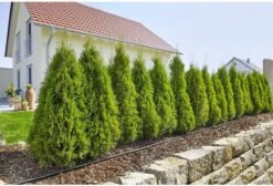 GARDENA Micro Drip System Startset L Druppelsysteem - 50 Meter 12 GARDENA Micro Drip System Startset L Druppelsysteem - 50 Meter -Tuin Kweekbenodigdheden 1200x814