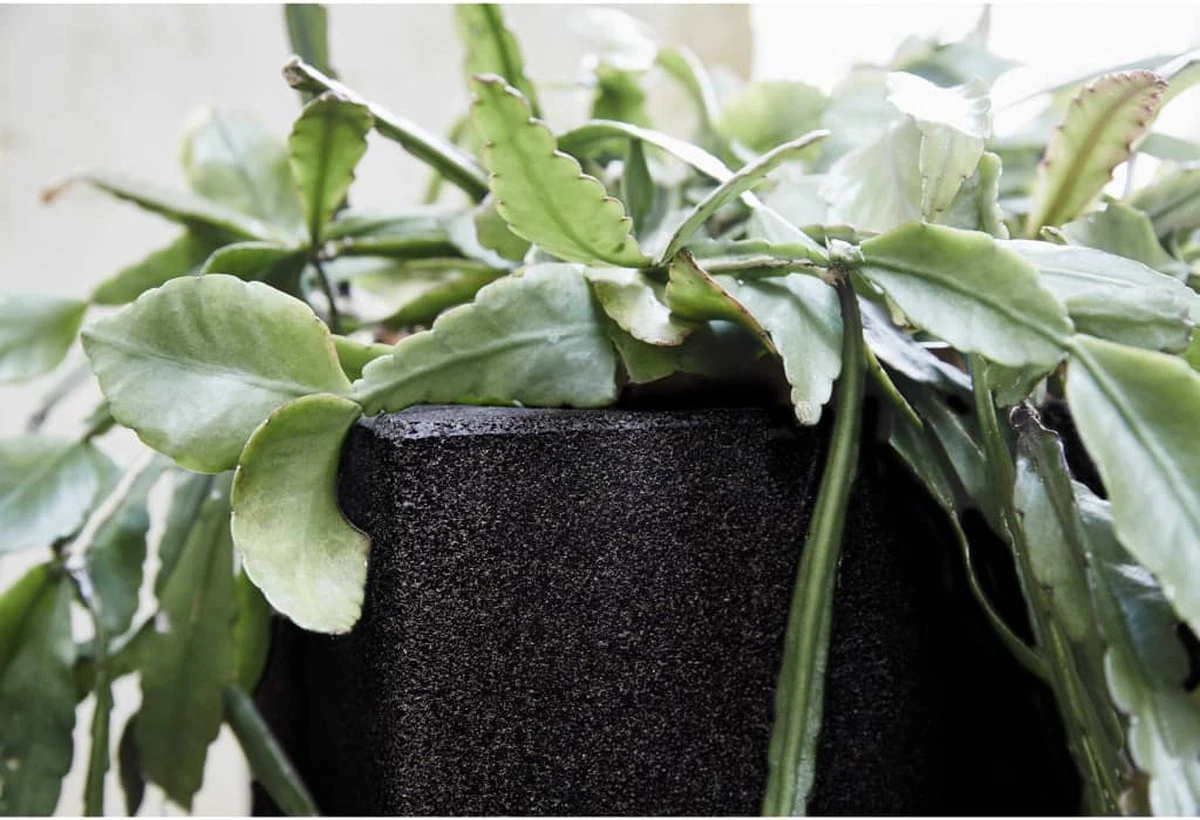 Capi Europe - Bloempot Vierkant Smooth NL - 40x40x40 - Zwart - Voor Binnen En Buiten - KBL903 12 Capi Europe - Bloempot Vierkant Smooth NL - 40x40x40 - Zwart - Voor Binnen En Buiten - KBL903 - Afbeelding 10