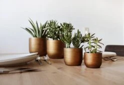 Capi Europe - Set Van 4 - Bloempot Binnen - Retro - - Goud - Bloempot Voor Binnen - BOX-BRTG-4 9 Capi Europe - Set Van 4 - Bloempot Binnen - Retro - - Goud - Bloempot Voor Binnen - BOX-BRTG-4 -Tuin Kweekbenodigdheden 1200x820