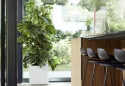 Elho Vivo Matt Finish Vierkant Wielen 40 - Grote Plantenbak Voor Binnen & Buiten - Gemaakt Van Gereycled Plastic - L 39 X W 39 X H 41 Cm - Wit 12 Elho Vivo Matt Finish Vierkant Wielen 40 - Grote Plantenbak Voor Binnen & Buiten - Gemaakt Van Gereycled Plastic - L 39 X W 39 X H 41 Cm - Wit -Tuin Kweekbenodigdheden 1200x832