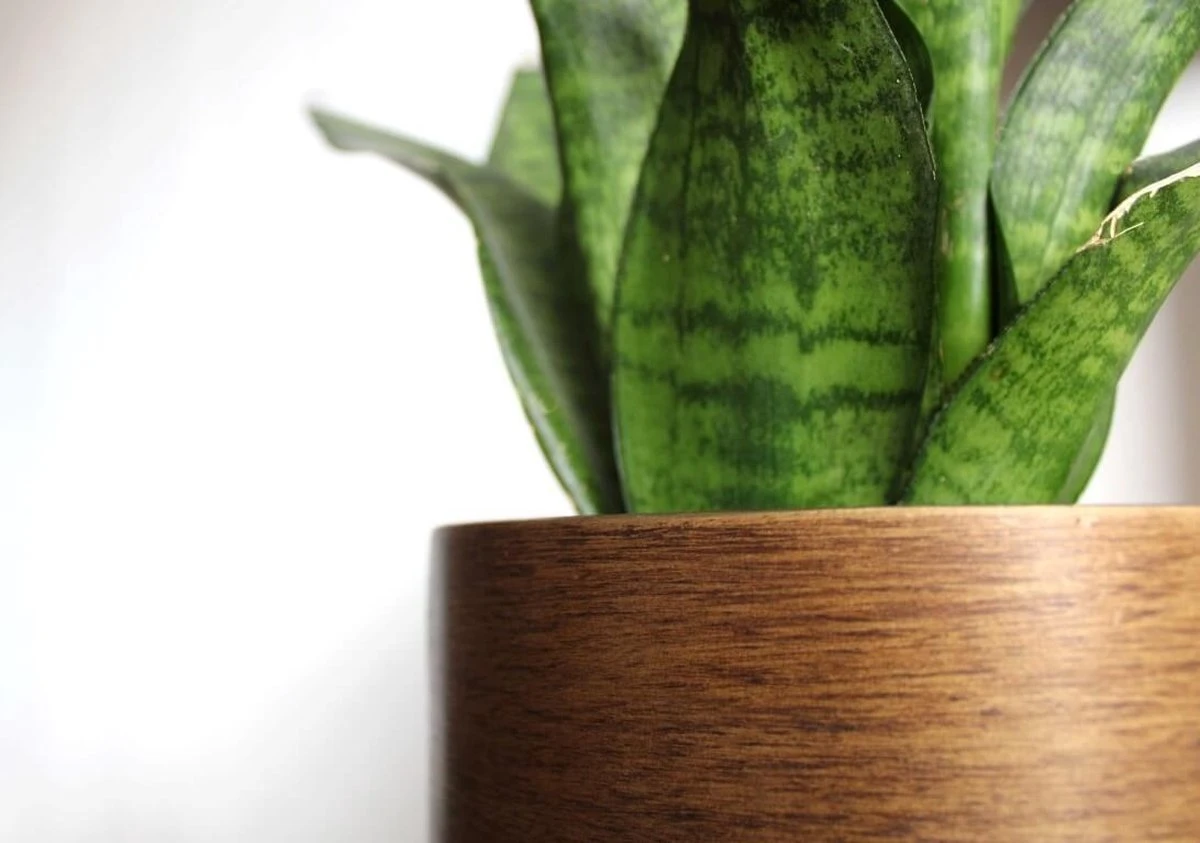 Capi Europe - Bloempot Bol Retro XL - 42x41 - Goud - Bloempot Voor Binnen - Opening ⌀36 - RTG933 4 Capi Europe - Bloempot Bol Retro XL - 42x41 - Goud - Bloempot Voor Binnen - Opening ⌀36 - RTG933 - Afbeelding 2