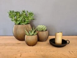 Capi Europe - Set Van 3 - Bloempot Binnen - Groove - - Goud - Bloempot Voor Binnen - BOX-BGVGB-3 8 Capi Europe - Set Van 3 - Bloempot Binnen - Groove - - Goud - Bloempot Voor Binnen - BOX-BGVGB-3 -Tuin Kweekbenodigdheden 1200x912