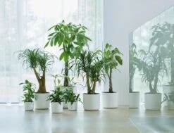 Elho B.for Soft Rond 30 - Bloempot Voor Binnen - Ø 29.5 X H 27.6 Cm - Wit 33 Elho B.for Soft Rond 30 - Bloempot Voor Binnen - Ø 29.5 X H 27.6 Cm - Wit -Tuin Kweekbenodigdheden 1200x916 1