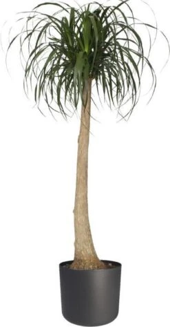 Elho B.for Soft Rond 35 - Bloempot Voor Binnen - Ø 34.5 X H 32.3 Cm - Antraciet 25 Elho B.for Soft Rond 35 - Bloempot Voor Binnen - Ø 34.5 X H 32.3 Cm - Antraciet -Tuin Kweekbenodigdheden 627x1200