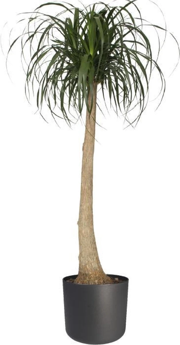 Elho B.for Soft Rond 35 - Bloempot Voor Binnen - Ø 34.5 X H 32.3 Cm - Antraciet 7 Elho B.for Soft Rond 35 - Bloempot Voor Binnen - Ø 34.5 X H 32.3 Cm - Antraciet - Afbeelding 5