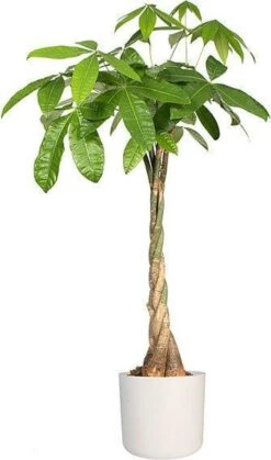 Elho B.for Soft Rond 30 - Bloempot Voor Binnen - Ø 29.5 X H 27.6 Cm - Wit 31 Elho B.for Soft Rond 30 - Bloempot Voor Binnen - Ø 29.5 X H 27.6 Cm - Wit -Tuin Kweekbenodigdheden 708x1200 1