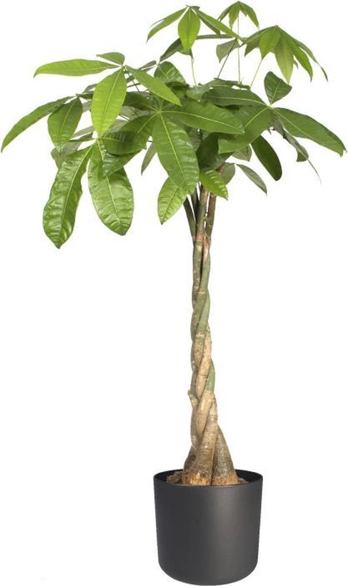 Elho B.for Soft Rond 35 - Bloempot Voor Binnen - Ø 34.5 X H 32.3 Cm - Antraciet 6 Elho B.for Soft Rond 35 - Bloempot Voor Binnen - Ø 34.5 X H 32.3 Cm - Antraciet - Afbeelding 4