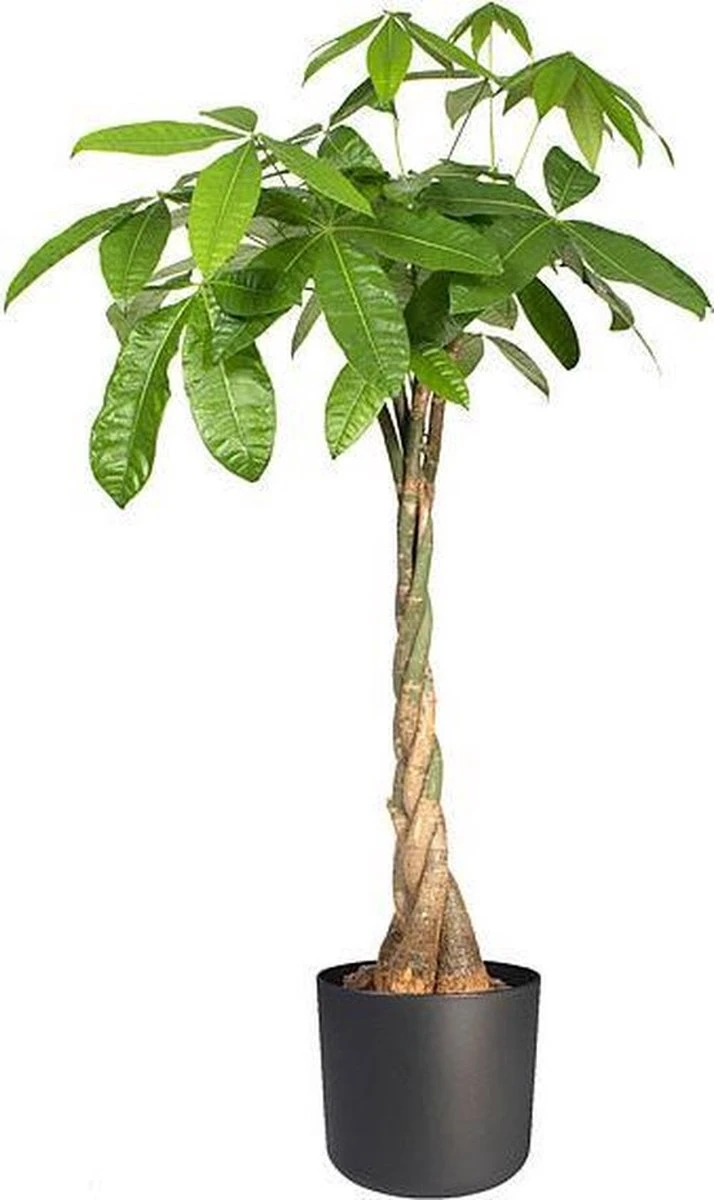 Elho B.for Soft Rond 22 - Bloempot Voor Binnen - Ø 22.3 X H 20.4 Cm - Zwart/Antraciet 6 Elho B.for Soft Rond 22 - Bloempot Voor Binnen - Ø 22.3 X H 20.4 Cm - Zwart/Antraciet - Afbeelding 4