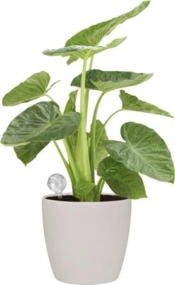 Elho Aqua Care 9 - Accessoires Voor Binnenaccessoires - Ø 17.3 X H 32.0 Cm - Transparant/Transparant 15 Elho Aqua Care 9 - Accessoires Voor Binnenaccessoires - Ø 17.3 X H 32.0 Cm - Transparant/Transparant -Tuin Kweekbenodigdheden 737x1200 2