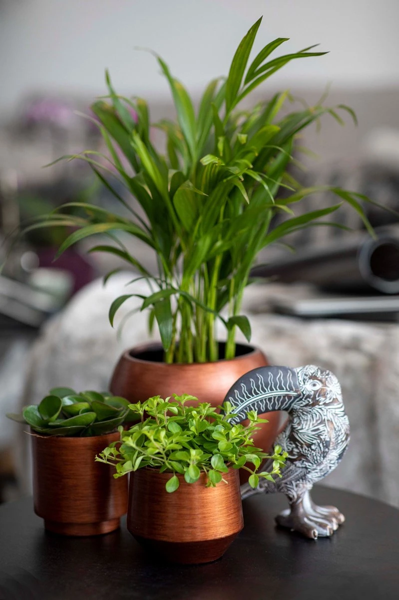 Capi Europe - Bloempot Bol Retro - 23x21 - Koper - Bloempot Voor Binnen - BRTC134 4 Capi Europe - Bloempot Bol Retro - 23x21 - Koper - Bloempot Voor Binnen - BRTC134 - Afbeelding 2