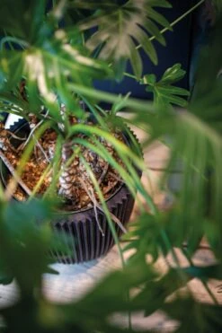 Capi Europe - Bloempot Bol Groove NL - 43x41 - Zwart - Voor Binnen En Buiten - KGVBL933 8 Capi Europe - Bloempot Bol Groove NL - 43x41 - Zwart - Voor Binnen En Buiten - KGVBL933 -Tuin Kweekbenodigdheden 799x1200 32