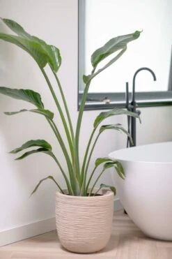 Capi Europe - Bloempot Bol Waste Rib NL - 35x34 - Terrazzo Beige - Voor Binnen En Buiten - KTBR932 15 Capi Europe - Bloempot Bol Waste Rib NL - 35x34 - Terrazzo Beige - Voor Binnen En Buiten - KTBR932 -Tuin Kweekbenodigdheden 799x1200 38