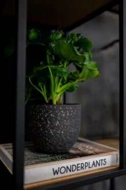 Plantenpot/Bloempot In Het Lava-look Zwart Dia 15 Cm En Hoogte 13 Cm - Voor Binnen -Tuin Kweekbenodigdheden 799x1200 48